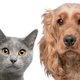 Illustration for article titled Science Shows that Dogs Are Sycophants and Cats Are Con Artists